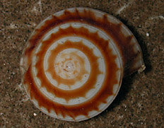 Psilaxis radiatus