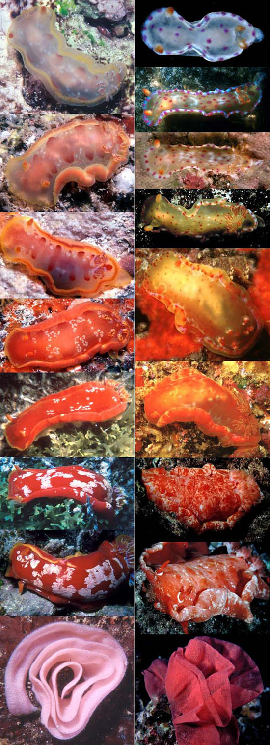 Hexabranchus Growth Series