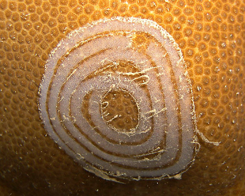 dorid egg mass on living Porites evermanni