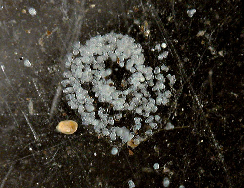 Aegires exeches: egg mass, hatching