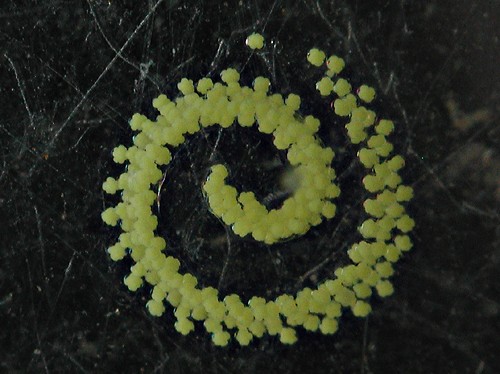 Aegires pruvotfolae: egg mass