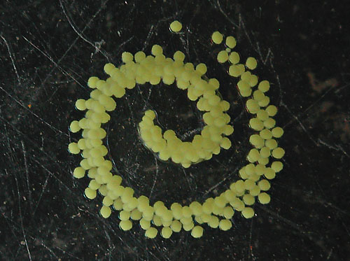 Aegires pruvotfolae: egg mass