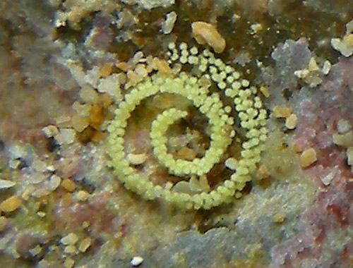 Aegires pruvotfolae: egg mass in field