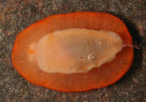 Aldisa pikokai: underside