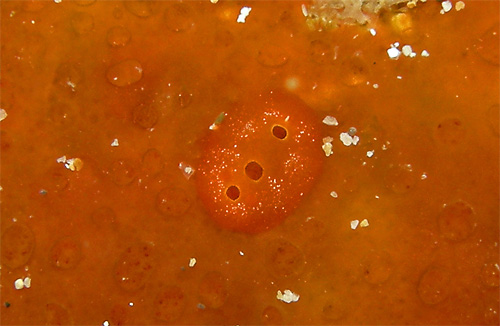 Aldisa pikokai: on probable food sponge, detail