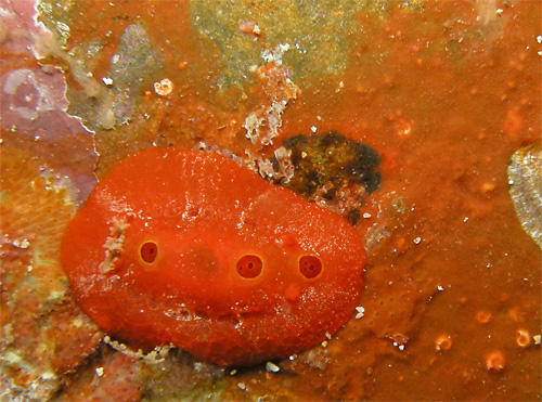 Aldisa pikokai: on probable food sponge, detail