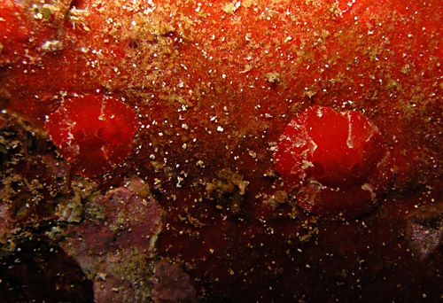 Aldisa sp. #1: on probable food sponge