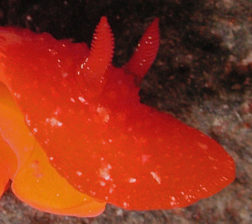 Aldisa sp. #1: rhinophore detail