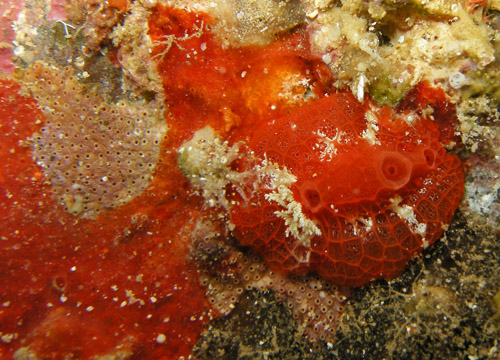 Aldisa sp. #2: on damaged sponge