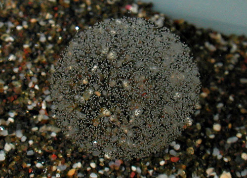 Aliculastrum debile: egg mass