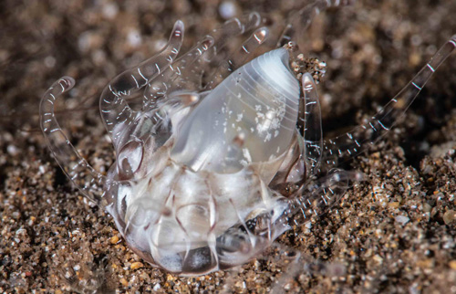 Aliculastrum debile: anemone predation-1