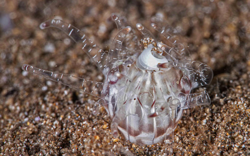 Aliculastrum debile: anemone predation-2