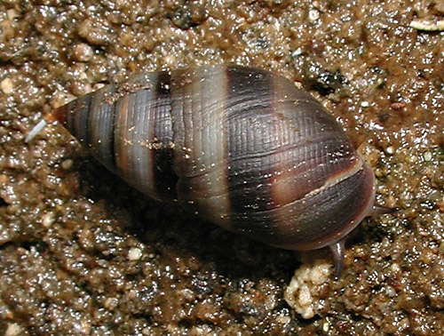 Allochroa layardi