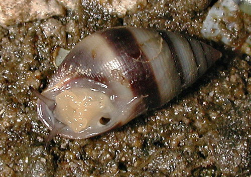 Allochroa layardi: underside, mature