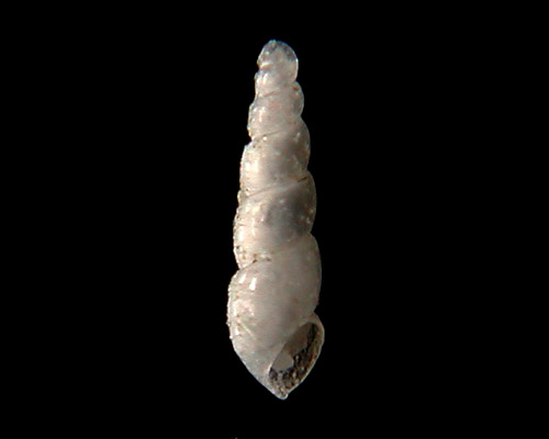 Anisocycla hawaiiensis: shell