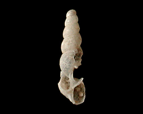 Anisocycla sp. #1: shell