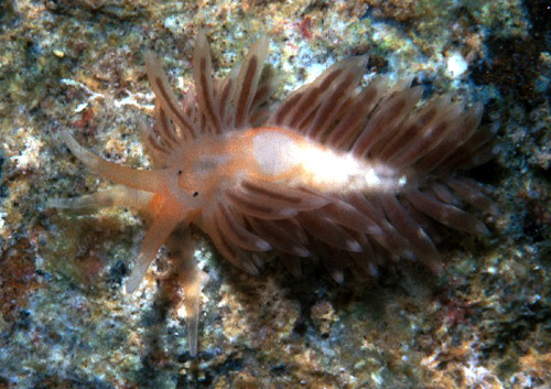 Anteaeolidiella cacaotica: young, 6 mm