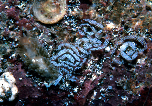 Anteaeolidiella cacaotica: with egg masses