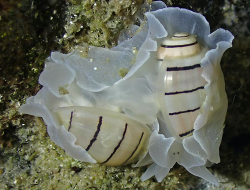 Aplustrum amplustre: mating