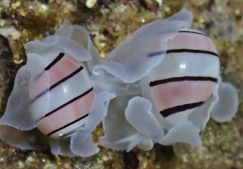 Aplustrum amplustre: mating, 2nd pair