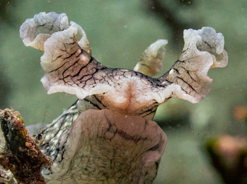 Aplysia argus: underside, front