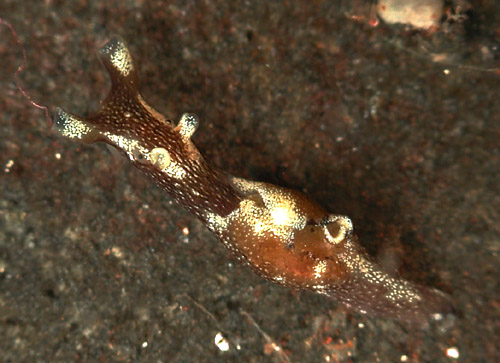 Aplysia elongata: young, 3.8 mm