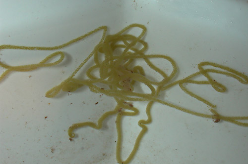 Aplysia elongata: egg mass