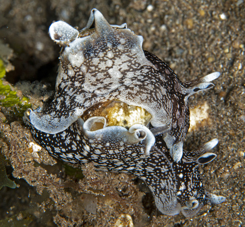 Aplysia elongata: mating pair