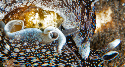 Aplysia elongata: mating pair, detail