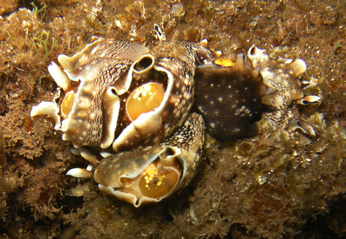 Aplysia elongata: resting cluster