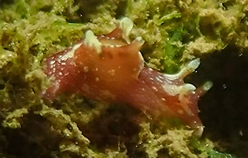 Aplysia elongata: red, side