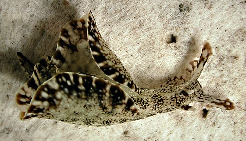 Aplysia reticulata