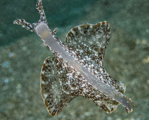 Aplysia reticulata: underside