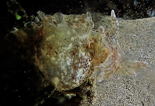 Aplysia reticulata: large, pale