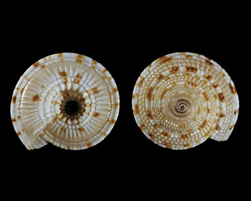 Architectonica gualtierii: shell