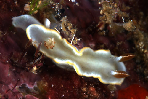 Ardeadoris angustolutea