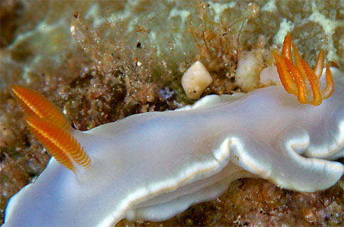 Ardeadoris angustolutea: rhinophores & gills