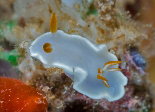 Ardeadoris angustolutea: on possible food sponge