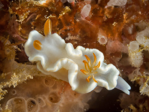 Ardeadoris angustolutea: on possible food sponge