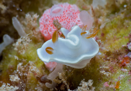 Ardeadoris angustolutea: on possible food sponge