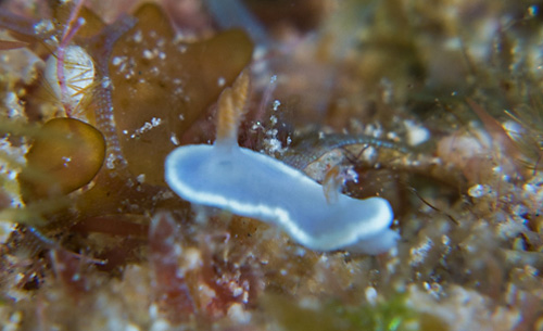 Ardeadoris angustolutea: young