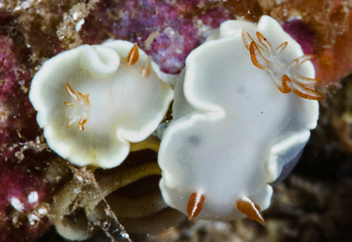 Ardeadoris angustolutea: mating