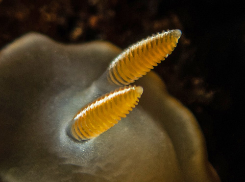 Ardeadoris angustolutea: rhinophore detail