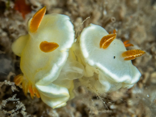 Ardeadoris angustolutea: detail, "maneuvering"