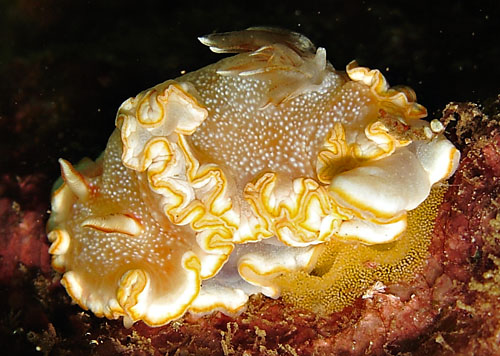 Ardeadoris poliahu: laying eggs