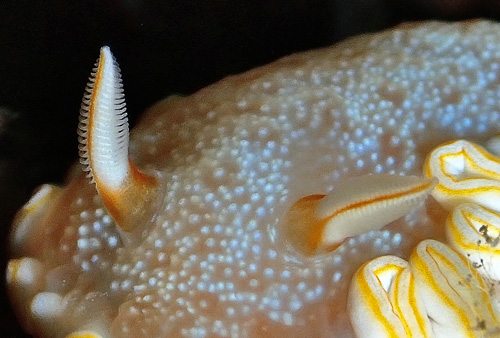 Ardeadoris poliahu: rhinophores