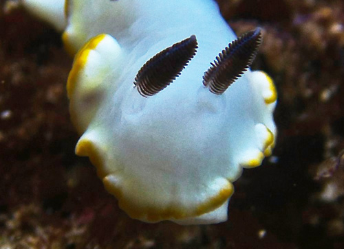 Ardeadoris scottjohnsoni: rhinophores