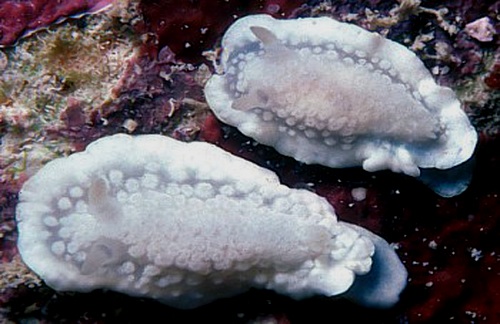 Ardeadoris(?) sp. #4: pair