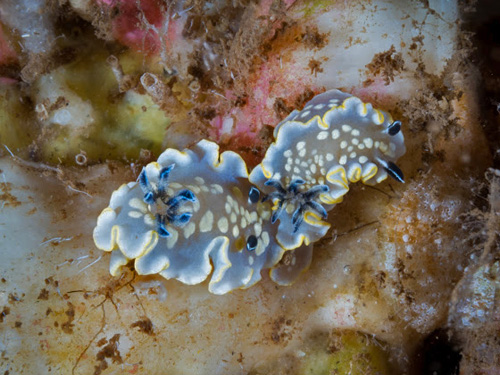 Ardeadoris tomsmithi: on food sponge