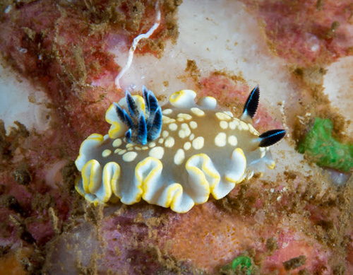 Ardeadoris tomsmithi: on food sponge